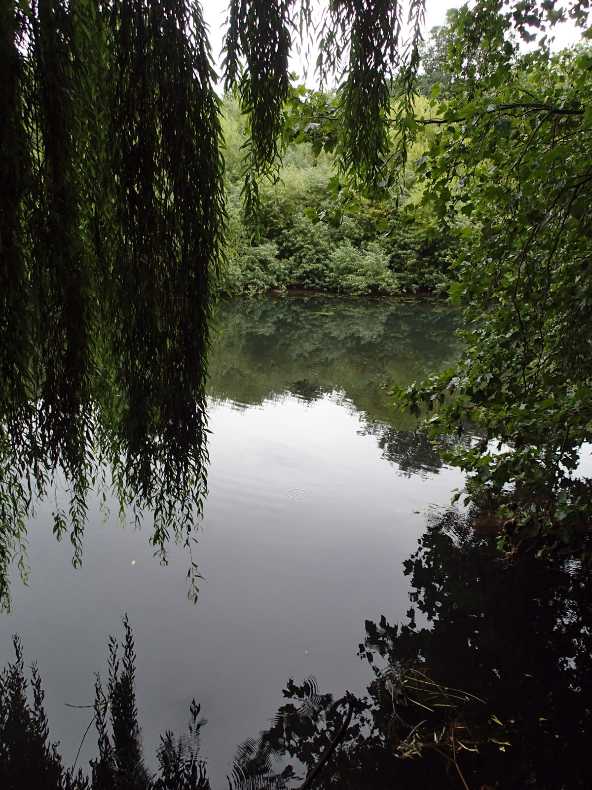 looking through weeping willow at river and vegetation opposite, both reflected in water