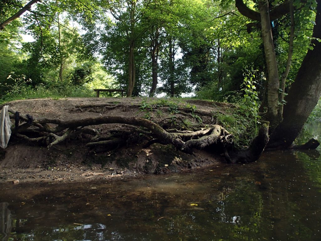 tree roots, seen from the river