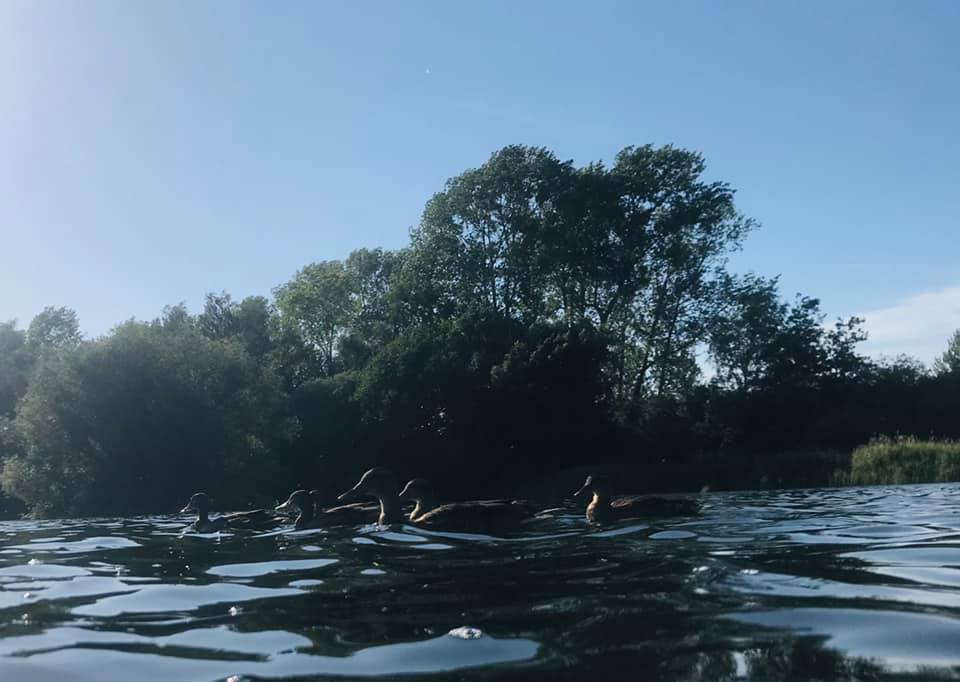 ducks on a lake