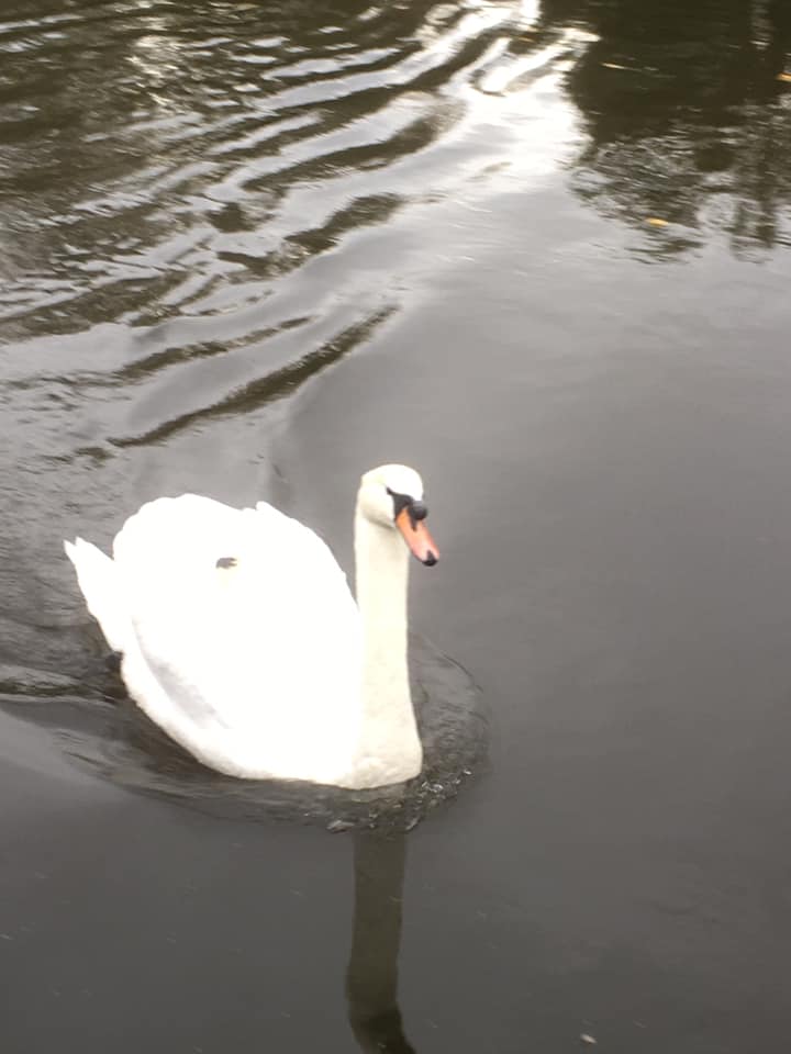 swan in river