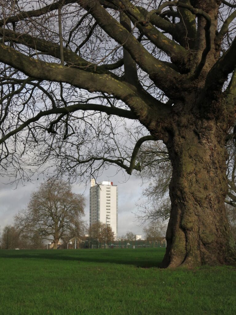 large plane tree in the foreground, grass and white tower block