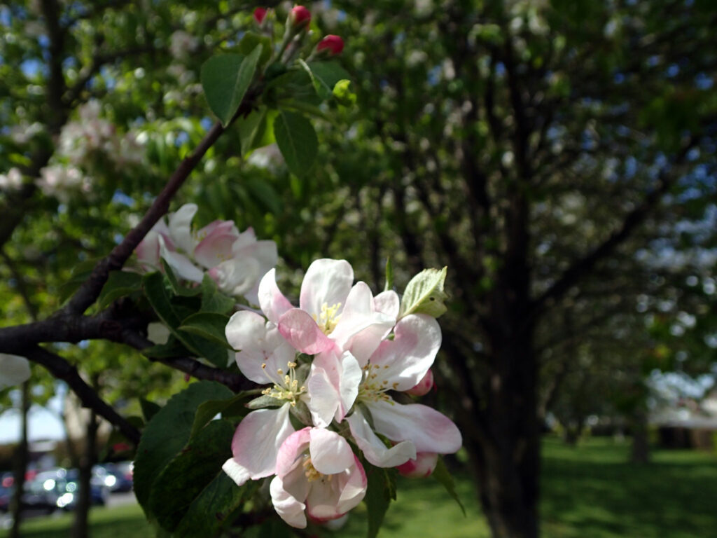 Pink and white blossoms with dark trees behind