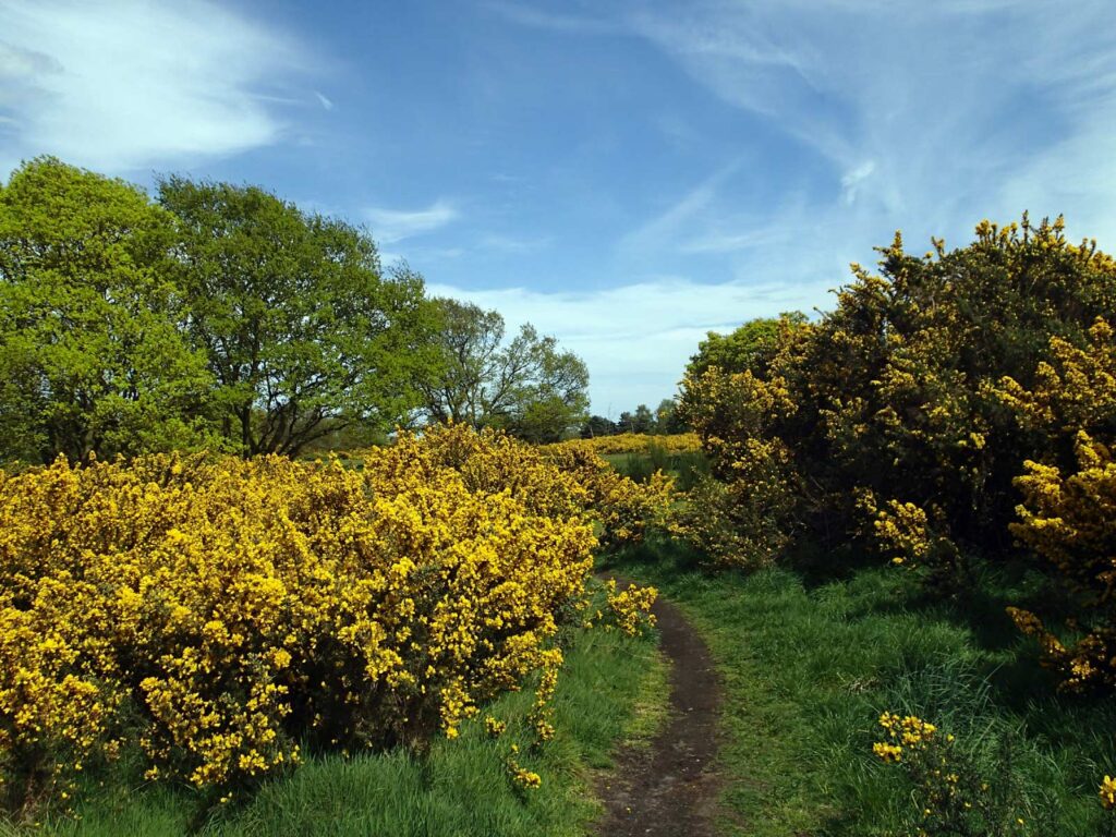 a path between bright yellow gorse bushes, trees behind and a bright blue sky with hazy wisps of cloud
