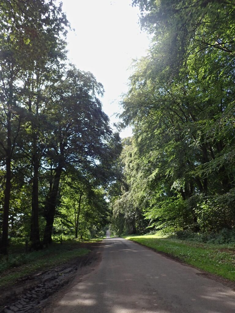 tall trees with green foliage either side of a lane