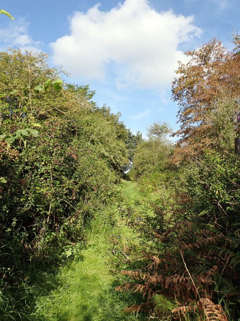 an ancient green lane lined with hedges and blackberries