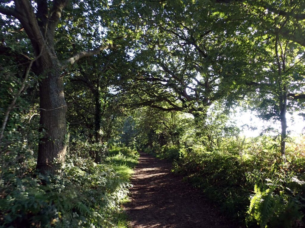 tree-lined shady path, with sun shining through