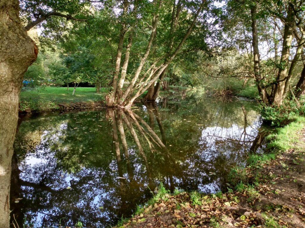 river with reflected trees